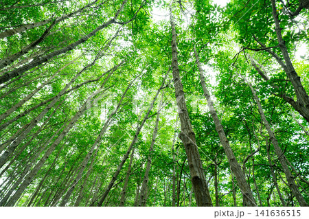 Bottom-up view green mangrove treetops. Natural carbon sink in fight against climate change and promoting sustainability in carbon-neutral ecosystems. Green and sustainable environment. Forest canopy. 141636515