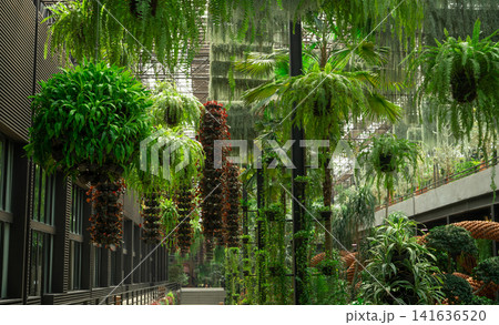 Green ornamental plant in hanging baskets. Plants in hanging pot decoration in charming garden. Care of hanging plant in baskets concept. Indoor hanging garden to reduce dust. Natural air purifier. Green ornamental plant in hanging baskets. Plants in hanging pot decoration in charming garden. Care of hanging plant in baskets concept. Indoor hanging garden to reduce dust. Natural air purifier. 141636520