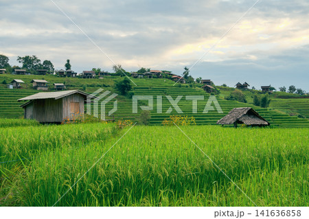 Landscape of green rice terraces amidst mountain agriculture. Travel destinations in Chiangmai, Thailand. Terraced rice fields. Traditional farming. Asian food. Thailand tourism. Nature landscape. Landscape of green rice terraces amidst mountain agriculture. Travel destinations in Chiangmai, Thailand. Terraced rice fields. Traditional farming. Asian food. Thailand tourism. Nature landscape. 141636858