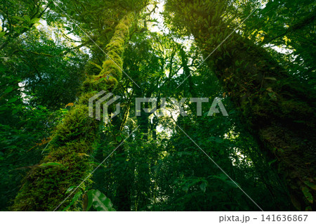 Bottom-up view of tree with moss and ferns growing along its trunk, sunlight filtering through lush green canopy. Serenity, and rich biodiversity of forest. Healthy ecosystem under green canopy. Bottom-up view of tree with moss and ferns growing along its trunk, sunlight filtering through lush green canopy. Serenity, and rich biodiversity of forest. Healthy ecosystem under green canopy. 141636867