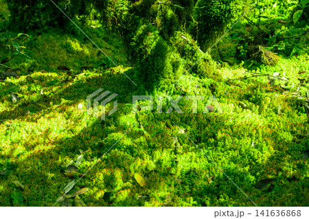 Sunlit Sphagnum moss in swamp forest. Nature landscape. Green peat moss. Carbon sequestration. Moss conservation. Moss ecology. Peatland carbon storage. Sphagnum habitats. Reservoir of the forest. Sunlit Sphagnum moss in swamp forest. Nature landscape. Green peat moss. Carbon sequestration. Moss conservation. Moss ecology. Peatland carbon storage. Sphagnum habitats. Reservoir of the forest. 141636868