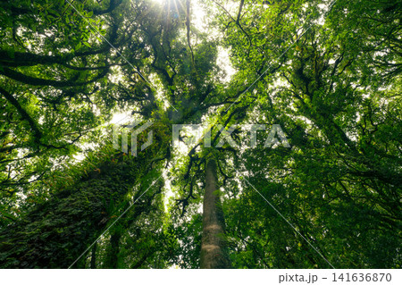 Looking up view of tree trunk to green leaves of tree in forest with sun light. Fresh environment in green woods. Forest tree on sunny day. Natural carbon capture. Sustainable conservation and ecology Looking up view of tree trunk to green leaves of tree in forest with sun light. Fresh environment in green woods. Forest tree on sunny day. Natural carbon capture. Sustainable conservation and ecology 141636870