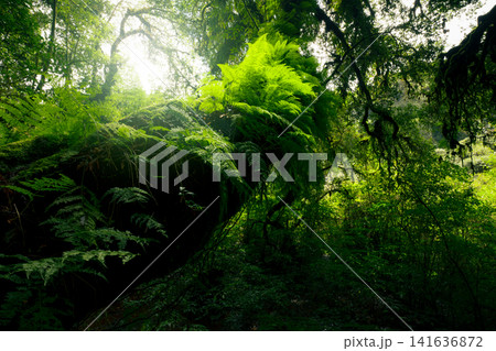 Looking up view of tree trunk to green leaves of tree in forest with sun light. Fresh environment in green woods. Forest tree on sunny day. Natural carbon capture. Sustainable conservation and ecology Looking up view of tree trunk to green leaves of tree in forest with sun light. Fresh environment in green woods. Forest tree on sunny day. Natural carbon capture. Sustainable conservation and ecology 141636872