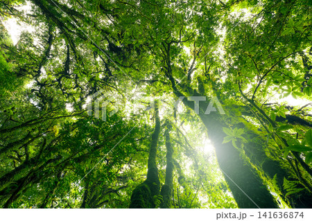 Looking up view of tree trunk to green leaves of tree in forest with sun light. Fresh environment in green woods. Forest tree on sunny day. Natural carbon capture. Sustainable conservation and ecology Looking up view of tree trunk to green leaves of tree in forest with sun light. Fresh environment in green woods. Forest tree on sunny day. Natural carbon capture. Sustainable conservation and ecology 141636874
