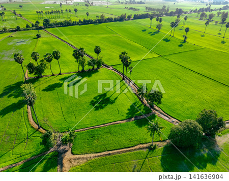 Aerial view of lush green rice field with sugar palm trees. Sustainable agriculture landscape. Sustainable rice farming. Rice cultivation. Green landscape. Organic farming. Sustainable land use. 141636904