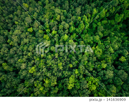 Aerial top view of green trees in forest. Drone view of dense green tree captures CO2. Green tree nature background for carbon neutrality and net zero emissions concept. Sustainable green environment. Aerial top view of green trees in forest. Drone view of dense green tree captures CO2. Green tree nature background for carbon neutrality and net zero emissions concept. Sustainable green environment. 141636909