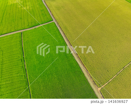 Aerial view of green and yellow rice fields. Sustainable agriculture with carbon neutrality and natural patterns. Sustainable rice farming. Sustainable agriculture and carbon-neutral farming. Aerial view of green and yellow rice fields. Sustainable agriculture with carbon neutrality and natural patterns. Sustainable rice farming. Sustainable agriculture and carbon-neutral farming. 141636927