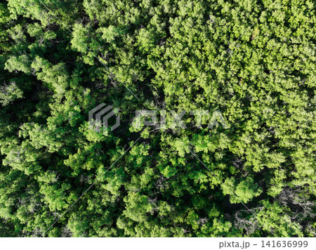 Aerial top view of mangrove forest. Drone view of dense green mangrove trees captures CO2. Green trees background for carbon neutrality and net zero emissions concept. Sustainable green environment. Aerial top view of mangrove forest. Drone view of dense green mangrove trees captures CO2. Green trees background for carbon neutrality and net zero emissions concept. Sustainable green environment. 141636999