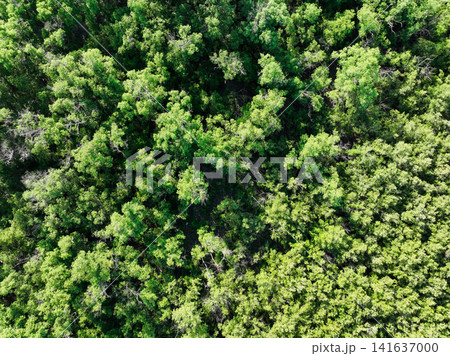 Aerial top view of mangrove forest. Drone view of dense green mangrove trees captures CO2. Green trees background for carbon neutrality and net zero emissions concept. Sustainable green environment. Aerial top view of mangrove forest. Drone view of dense green mangrove trees captures CO2. Green trees background for carbon neutrality and net zero emissions concept. Sustainable green environment. 141637000