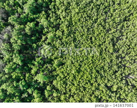 Aerial top view of mangrove forest. Drone view of dense green mangrove trees captures CO2. Green trees background for carbon neutrality and net zero emissions concept. Sustainable green environment. 141637001
