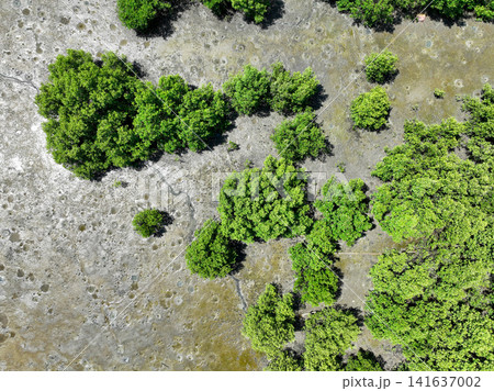 Green mangrove forest with morning sunlight. Mangrove ecosystem. Natural carbon sinks. Mangroves capture CO2 from the atmosphere. Blue carbon ecosystems. Mangroves absorb carbon dioxide emissions. Green mangrove forest with morning sunlight. Mangrove ecosystem. Natural carbon sinks. Mangroves capture CO2 from the atmosphere. Blue carbon ecosystems. Mangroves absorb carbon dioxide emissions. 141637002