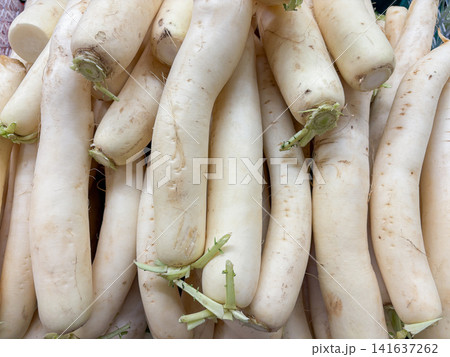 A pile of fresh white daikon radishes at a market. A pile of fresh white daikon radishes at a market. 141637262
