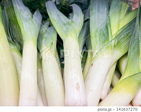 Close-up of fresh green and white leeks with water droplets Close-up of fresh green and white leeks with water droplets 141637270