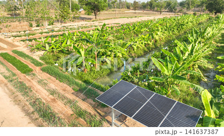 Agrivoltaic farming featuring photovoltaic solar panels beside irrigated banana plantations and vegetable fields. Clean energy integration, sustainable land use, and rural agricultural innovation. 141637387