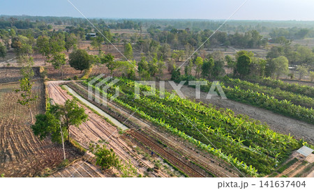 Countryside farm with irrigation canals, cultivated vegetable plots, banana plantations, and sustainable land management practices. Modern agriculture and crop production. Sustainable agriculture. Countryside farm with irrigation canals, cultivated vegetable plots, banana plantations, and sustainable land management practices. Modern agriculture and crop production. Sustainable agriculture. 141637404