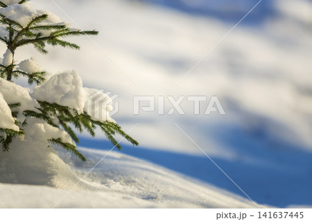 Young tender spruce tree brunches with green needles covered with deep snow and hoarfrost on bright blue and white colorful copy space background. Merry Christmas and Happy New Year greeting card. 141637445