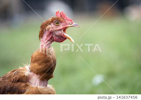 Young chicken grazing on green grass in backyard garden Young chicken grazing on green grass in backyard garden 141637456