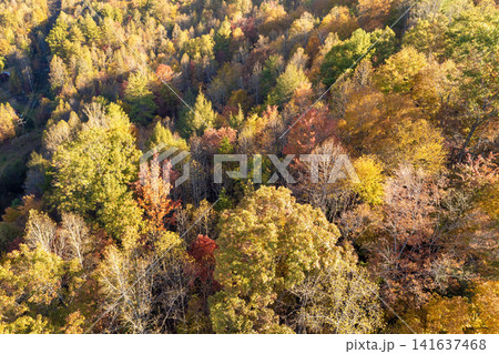 Wooded sunset hills of Appalachian mountains in North Carolina with lush and evergreen forest trees at fall season. Beauty of autumnal nature Wooded sunset hills of Appalachian mountains in North Carolina with lush and evergreen forest trees at fall season. Beauty of autumnal nature 141637468