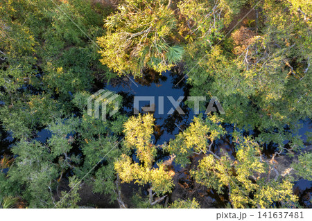 Wild tropical nature with dense green rainforest at sunset. Florida jungles with palm trees, wetland river and vegetation in southern USA Wild tropical nature with dense green rainforest at sunset. Florida jungles with palm trees, wetland river and vegetation in southern USA 141637481