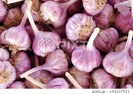 garlic on the counter 141637551