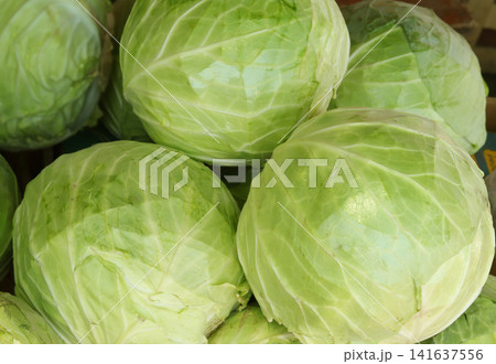 cabbage in the market 141637556