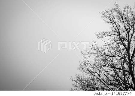 Black and white silhouette of leafless winter trees against an empty overcast sky, conceptual nature background representing solitude, silence, contemplation and seasonal change. Isolation, calmness. 141637774