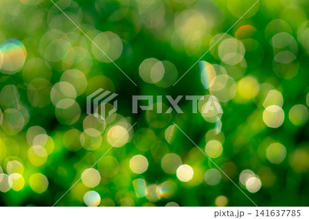 Abstract green bokeh background with soft natural sunlight and blurred fresh foliage, vibrant botanical backdrop featuring copy space for environmental, wellness, organic branding and graphic design. Abstract green bokeh background with soft natural sunlight and blurred fresh foliage, vibrant botanical backdrop featuring copy space for environmental, wellness, organic branding and graphic design. 141637785