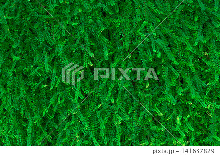 Lush green ivy leaves covering wall as natural texture background. Sustainable living, eco friendly design, environmental conservation, clean air and botanical pattern. Green architecture. Living wall Lush green ivy leaves covering wall as natural texture background. Sustainable living, eco friendly design, environmental conservation, clean air and botanical pattern. Green architecture. Living wall 141637829