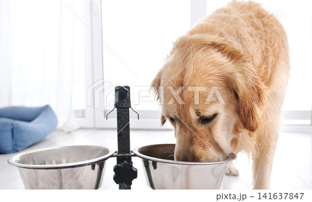 Cute Golden Retriever Drinks Water From Bowl In Bright Room Cute Golden Retriever Drinks Water From Bowl In Bright Room 141637847