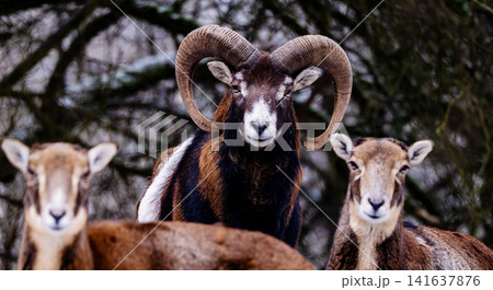Young Mountain Sheep And Ram 141637876