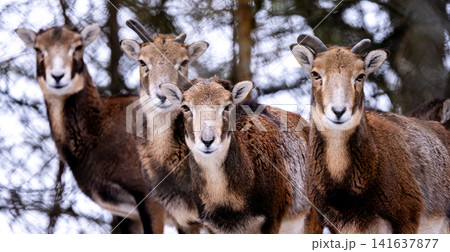 Young Female Herd Mountain Sheep 141637877
