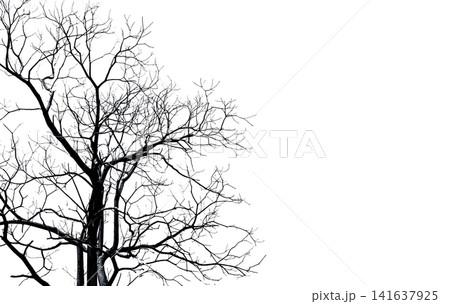 Minimal black and white silhouette of leafless tree branches against clean white background with copy space, elegant nature composition for abstract design, seasonal concepts and fine art decoration. 141637925