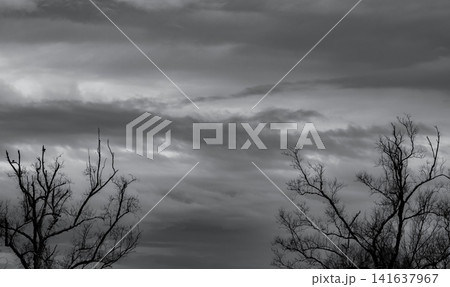 Dead barren tree silhouettes beneath dramatic storm clouds in monochrome landscape. Climate change, environmental crisis, drought, extreme weather, nature loss and atmospheric gloomy scenery. Dead barren tree silhouettes beneath dramatic storm clouds in monochrome landscape. Climate change, environmental crisis, drought, extreme weather, nature loss and atmospheric gloomy scenery. 141637967