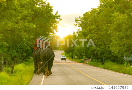Asian elephants carrying tourists along a peaceful forest road at golden sunset in Thailand. Traditional elephant tourism, tropical nature, countryside travel, conservation and cultural heritage. Asian elephants carrying tourists along a peaceful forest road at golden sunset in Thailand. Traditional elephant tourism, tropical nature, countryside travel, conservation and cultural heritage. 141637983
