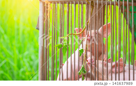 Young piglets eating fresh green leaves inside a commercial livestock pen. Sustainable animal feeding, modern pig farming, livestock management, agriculture, veterinary care and animal welfare. Young piglets eating fresh green leaves inside a commercial livestock pen. Sustainable animal feeding, modern pig farming, livestock management, agriculture, veterinary care and animal welfare. 141637989