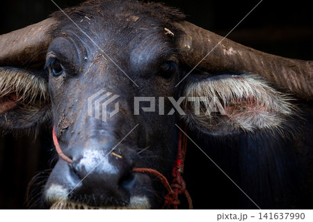 A domestic swamp buffalo on a traditional farm in Thailand. Sustainable agriculture, rural livestock husbandry, cultural heritage and working animal in Southeast Asia. Livestock management. A domestic swamp buffalo on a traditional farm in Thailand. Sustainable agriculture, rural livestock husbandry, cultural heritage and working animal in Southeast Asia. Livestock management. 141637990