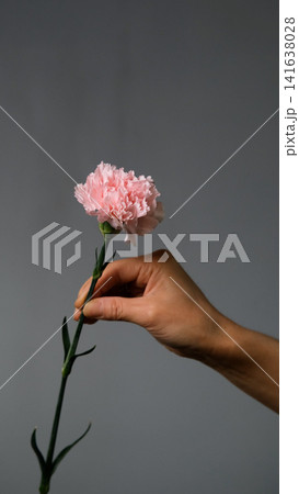 A single pink carnation in a woman's hand against a gray background. A florist is arranging a custom bouquet. A single pink carnation in a woman's hand against a gray background. A florist is arranging a custom bouquet. 141638028