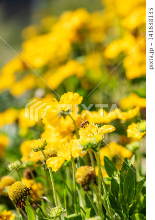 Bright yellow blossoms Gazania rigens in sunlight creating a vivid summer floral scene. Bright yellow blossoms Gazania rigens in sunlight creating a vivid summer floral scene. 141638135