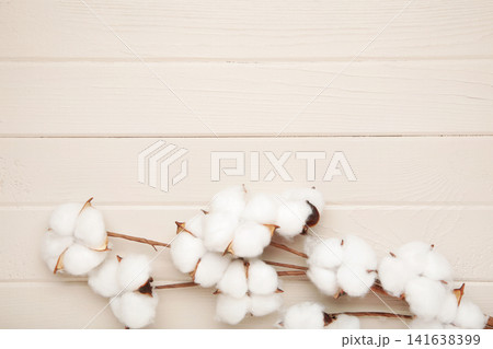 Branch with white fluffy cotton flowers on light background. Branch with white fluffy cotton flowers on light background. 141638399