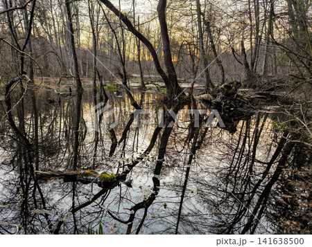 Wurm river in Bavaria, Germany with fallen trees and bare forest in late autumn, clear flowing water in natural woodland landscape near Munich Wurm river in Bavaria, Germany with fallen trees and bare forest in late autumn, clear flowing water in natural woodland landscape near Munich 141638500