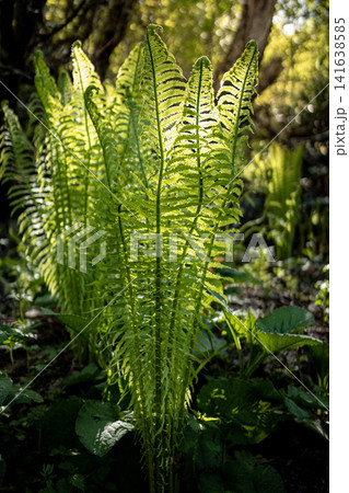 Fresh green fern fronds unfolding in forest - spring nature background Fresh green fern fronds unfolding in forest - spring nature background 141638585