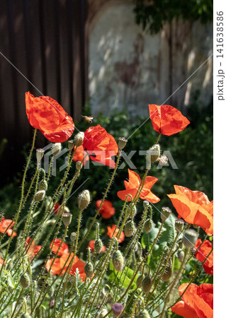 Red poppy flowers blooming in spring near old stone wall - Mediterranean countryside Red poppy flowers blooming in spring near old stone wall - Mediterranean countryside 141638586