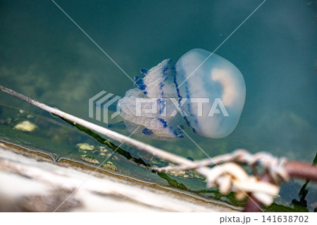 Rhizostoma Pulmo Barrel Jellyfish Floating In Trieste Harbour - Adriatic Sea Italy, Typical Mediterranean Marine Wildlife, Translucent White Blue Bell, Gulf Of Trieste Rhizostoma Pulmo Barrel Jellyfish Floating In Trieste Harbour - Adriatic Sea Italy, Typical Mediterranean Marine Wildlife, Translucent White Blue Bell, Gulf Of Trieste 141638702