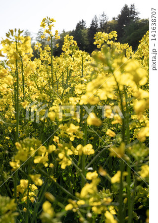 Vibrant Yellow Rapeseed Field in Gilching Village - Bavarian Countryside Spring Landscape, Blooming Canola, Rural Bavaria Germany, Soft Bokeh Vibrant Yellow Rapeseed Field in Gilching Village - Bavarian Countryside Spring Landscape, Blooming Canola, Rural Bavaria Germany, Soft Bokeh 141638707
