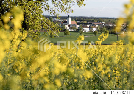 Vibrant Yellow Rapeseed Field With Gilching Village Church In Background - Bavarian Countryside Spring Landscape, Blooming Canola, Rural Bavaria Germany, Soft Bokeh Vibrant Yellow Rapeseed Field With Gilching Village Church In Background - Bavarian Countryside Spring Landscape, Blooming Canola, Rural Bavaria Germany, Soft Bokeh 141638711