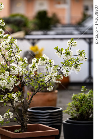 Potted Cherry Blossom Tree On Patio: Spring Flowering Plant In Urban Balcony Garden 141638907