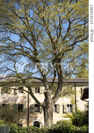Large Deciduous Tree In Front Of Traditional Residential Building: Rural Architecture In Northern Italy Under Clear Sky Large Deciduous Tree In Front Of Traditional Residential Building: Rural Architecture In Northern Italy Under Clear Sky 141638967