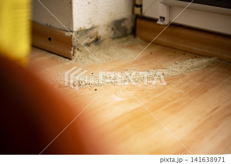 Ant Infestation Along Floor Edge: Home Interior Damage And Pest Contamination Near Wall Ant Infestation Along Floor Edge: Home Interior Damage And Pest Contamination Near Wall 141638971