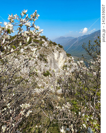 Climbing Garden Placca D Argento At Forte San Marco: Blossoming Trees Framing Cliffside Route In Spring Climbing Garden Placca D Argento At Forte San Marco: Blossoming Trees Framing Cliffside Route In Spring 141639007