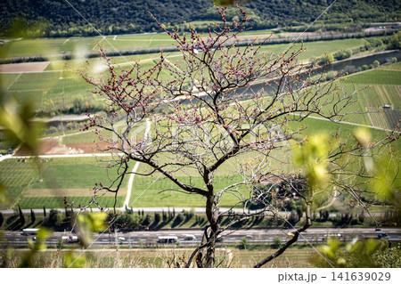 Adige Valley Panoramic View From Placca Del Forte San Marco: Scenic Spring Landscape Over Etsch Valley Near Lake Garda Adige Valley Panoramic View From Placca Del Forte San Marco: Scenic Spring Landscape Over Etsch Valley Near Lake Garda 141639029